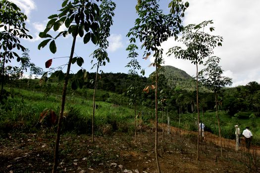 itamaraju, bahia / brazil - july 9, 2009: nursery of rubber tree seedlings is seen in the city of Itamaraju.