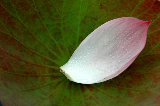 beautiful pink waterlily