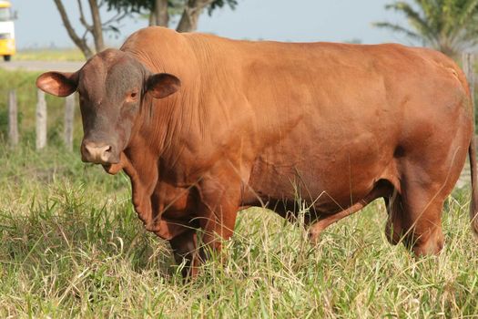 eunapolis, bahia / brazil - June 08, 2009: Animals are seen at cattle ranch in the city of Eunapolis.