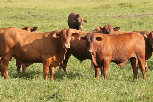 eunapolis, bahia / brazil - march 28, 2008: cattle are seen on a farm in the city of Eunapolis.