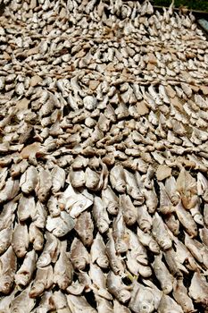 nova vicosa, bahia / brazil - july 8, 2009: clothesline of salted fish drying in the sun is seen in the city of Nova Vicosa, in southern Bahia.