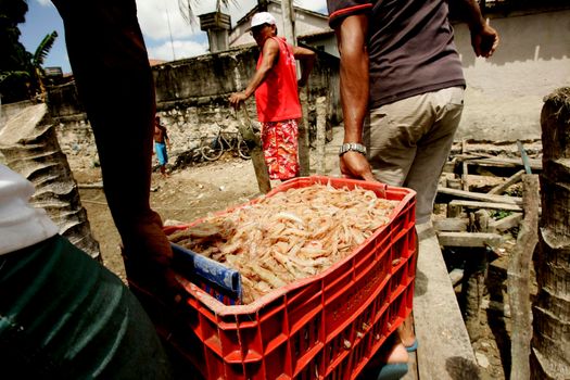 nova vicosa, bahia / brazil - july 8, 2009: fisherman shows shrimp caught in the sea in the Nova Vicosa region, in southern Bahia.