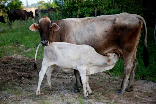 mata de sao joao, bahia / brazil - november 8, 2020: calf is seen suckling a dairy cow in the rural area of the city of Mata de Sao Joao.