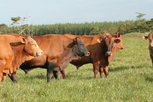 eunapolis, bahia / brazil - June 08, 2009: Animals are seen at cattle ranch in the city of Eunapolis.