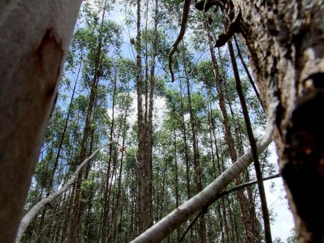 EUNAPOLIS, BAHIA / BRAZIL - November 26, 2010: Eucalyptus plantation on a Veracel Celulose farm in the city of Eunapolis. The trees will be used for paper production.