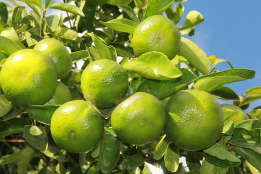 salvador, bahia / brazil - december 2, 2012: Tangerines are seen plantation in the city of Salvador.
