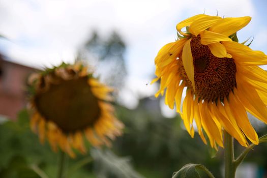 mata de sao joao, bahia / brazil - november 9, 2020: sunflower planting in a garden of a residence in the city of Mata de Sao Joao.


