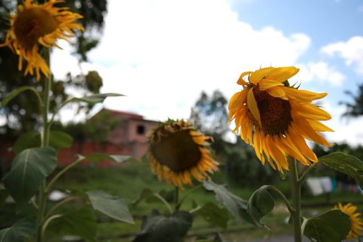 mata de sao joao, bahia / brazil - november 9, 2020: sunflower planting in a garden of a residence in the city of Mata de Sao Joao.


