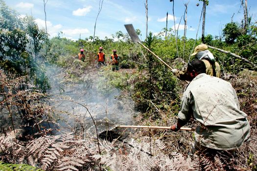 prado, bahia / brazil - december 8, 2009: brigade members fight forest fire in native forest in the Discovery National Park, in the municipality of Prado.    