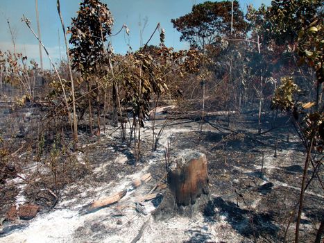 prado, bahia / brazil - december 8, 2009: brigade members fight forest fire in native forest in the Discovery National Park, in the municipality of Prado. 