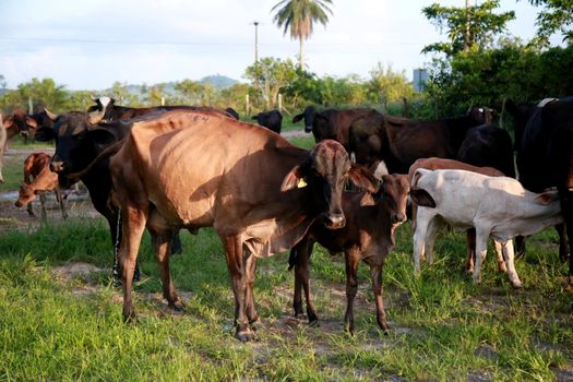 mata de sao joao, bahia / brazil - november 8, 2020: dairy cows are seen on a farm in the rural area of the city of Mata de Sao Joao.