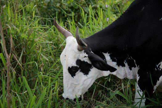 mata de sao joao, bahia / brazil - november 8, 2020: dairy cow is seen on a farm in the rural area of the city of Mata de Sao Joao.