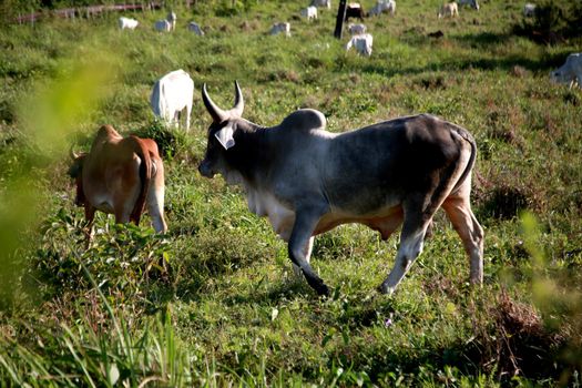 mata de sao joao, bahia / brazil - november 8, 2020: cows and bull are seen on a farm in the rural area of the city of Mata de Sao Joao.