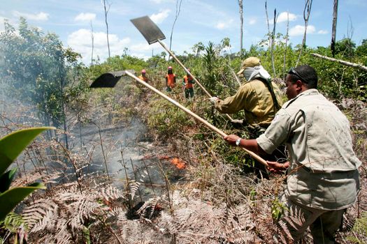 prado, bahia / brazil - december 8, 2009: brigade members fight forest fire in native forest in the Discovery National Park, in the municipality of Prado.    