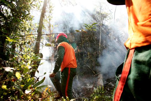 prado, bahia / brazil - december 8, 2009: brigade members fight forest fire in native forest in the Discovery National Park, in the municipality of Prado. 