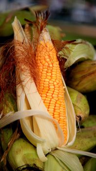 salvador, bahia / brazil - july 10, 2020: ears of corn are seen for sale in the city of Salvador.






