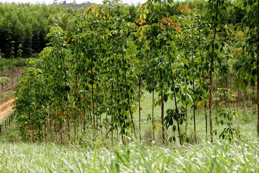 itamaraju, bahia / brazil - july 9, 2009: nursery of rubber tree seedlings is seen in the city of Itamaraju.