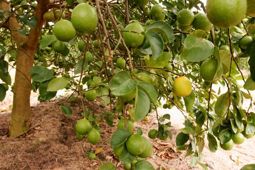 porto seguro, bahia / brazil - june 4, 2010: Lemon harvest in plantation in the city of Porto Seguro.