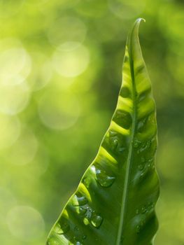 Close up freshness Leaf tip of Bird's nest fern on green bokeh nature background