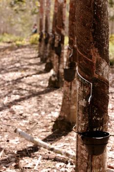 itabela, bahia / brazil - june 2, 2010: rubber plantation for latex production in the city of Itabela.