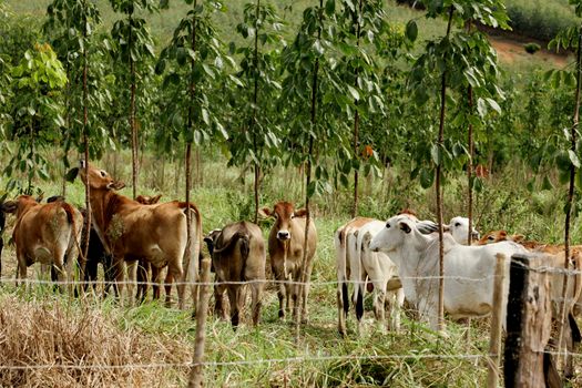 eunapolis, bahia / brazil - june 8, 2009: cattle ranching on the farm in the city of Eunapolis, in southern Bahia.


