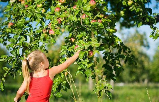 A little girl picking an apple from a tree, the weather is sunny