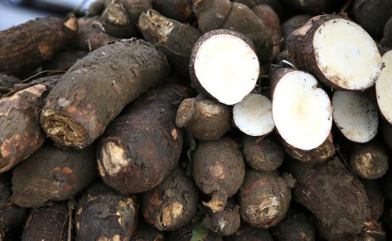 salvador, bahia / brazil - july 10, 2020: cassava are seen for sale in the city of Salvador.