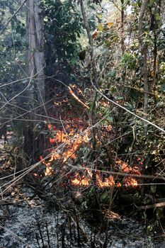 prado, bahia / brazil - november 21, 2011: Forest fire is seen in a park in the city of Prado, southern Bahia.