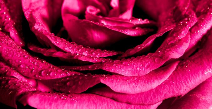 Close up beautiful pink rose , Sweet color natural floral background, Vintage picture style