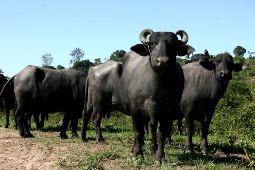 barra do rocha, bahia / brazil - August 10, 2011: buffalo breeding on a farm in the municipality of Barra do Rocha.