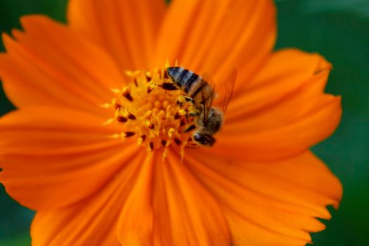 conde, bahia / brazil - july 26, 2014: Bee is seen collecting necta in flower garden in Conde city.
