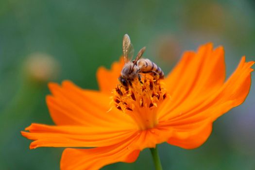 conde, bahia / brazil - july 26, 2014: Bee is seen collecting necta in flower garden in Conde city.
