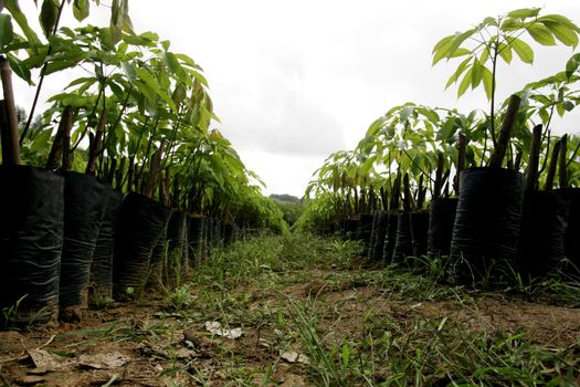 itamaraju, bahia / brazil - july 9, 2009: nursery of rubber tree seedlings is seen in the city of Itamaraju.