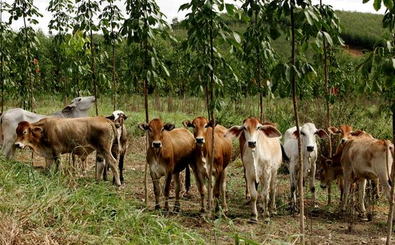 itamaraju, bahia / brazil - july 9, 2009: heifers are seen on a farm in the municipality of Itamaraju.

