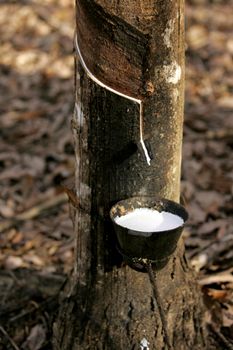 itabela, bahia / brazil - july 9, 2009: Rubber plantation for the extraction of latex for rubber production in the city of Itabela.



