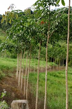 itamaraju, bahia / brazil - july 9, 2009: nursery of rubber tree seedlings is seen in the city of Itamaraju.