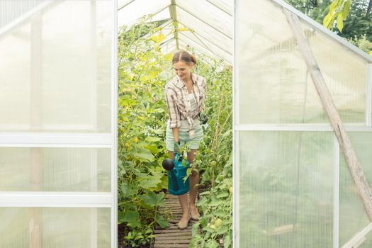 Gardening woman watering tomatoes in greenhouse