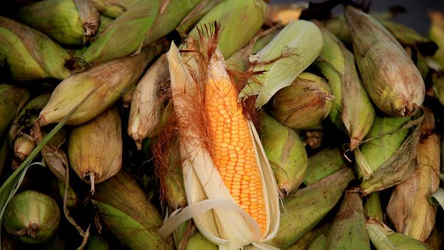 salvador, bahia / brazil - july 10, 2020: ears of corn are seen for sale in the city of Salvador.






