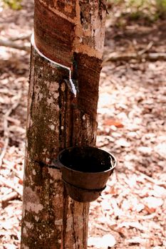 itabela, bahia / brazil - june 2, 2010: rubber plantation for latex production in the city of Itabela.