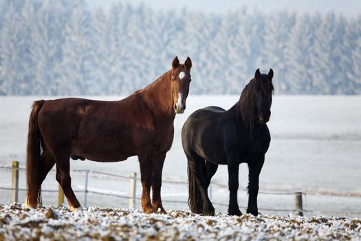 two horses standing on a field in winter, in the background a winter countryside