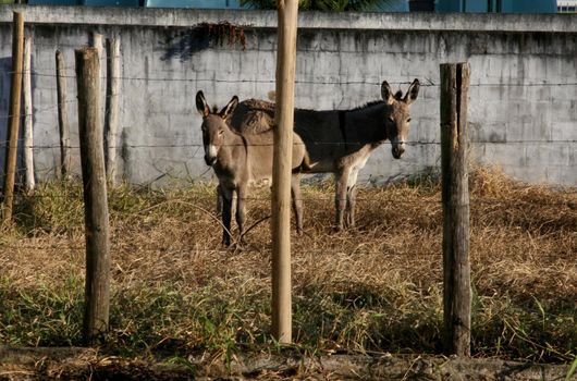 eunapolis, bahia / brazil - april 4, 2008: horses seized by the Zoonosis Control Center in the city of Eunapolis.