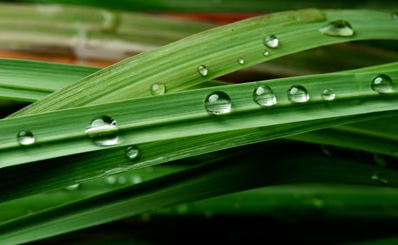 close-up water drop on lush green foliage after rainning.