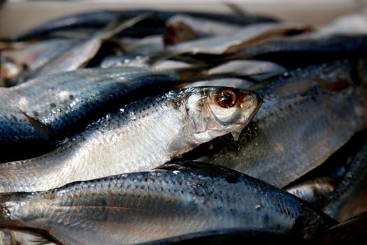 salvador, bahia, brazil - december 11, 2020: fresh fish for sale at the Agua de Meninos Popular Market, in the city of Salvador.