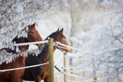 Two horses in a winter landscape, looking over a fence