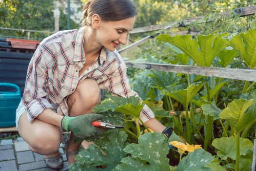 Woman in her garden harvesting cucumbers or courgette from vegetable bed