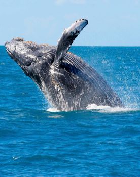 caravelas, bahia / brazil - october 10, 2012: Humpback whale is seen during jumping in the sea in the Caravelas region, southern Bahia.