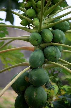 salvador, bahia / barazil - february 8, 2020: papayas are seen in a plantation in the city of Salvador.