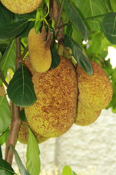 conde, bahia / brazil - september 16, 2012: Jackfruit is seen with its fruits on a farm in the city of Conde.
