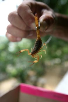 itabuna, bahia / brazil - june 16, 2011: man holds the scorpion insect in the neighborhood of Jacana in the city of Itabuna.