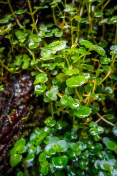 Watercress plant close-up view. Macro photography background